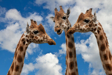 giraffes-627031_1280.jpg